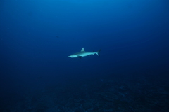 Carcharhinus amblyrhynchos