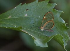 Episcada hymenaea