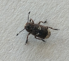 Platystomos albinus