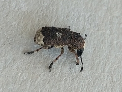Platystomos albinus