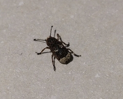 Platystomos albinus