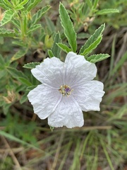 Monsonia burkeana