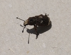 Platystomos albinus