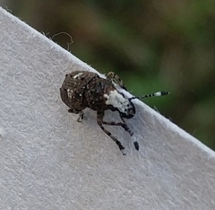 Platystomos albinus