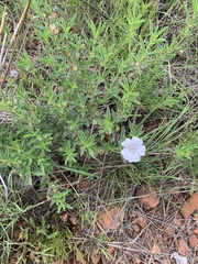 Monsonia burkeana
