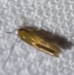 Opogona protodoxa