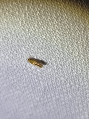 Opogona protodoxa