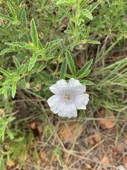 Monsonia burkeana