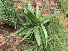Ledebouria