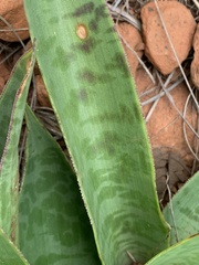 Ledebouria