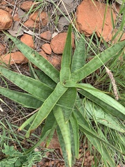 Ledebouria