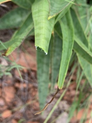 Ledebouria