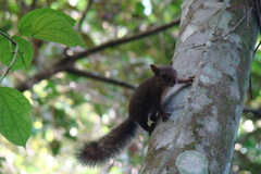 Sciurus aestuans ingrami