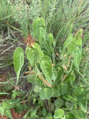Acalypha villicaulis