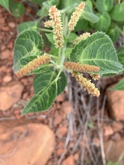 Acalypha villicaulis