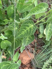 Acalypha villicaulis
