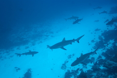 Carcharhinus amblyrhynchos