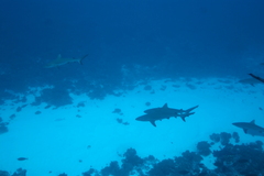 Carcharhinus amblyrhynchos