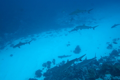 Carcharhinus amblyrhynchos