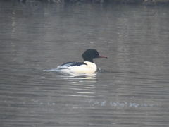Mergus merganser merganser