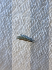 Culladia cuneiferellus