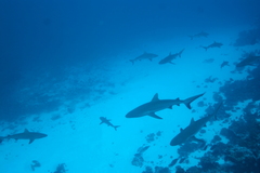 Carcharhinus amblyrhynchos