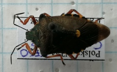 Pinthaeus sanguinipes