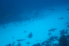 Carcharhinus amblyrhynchos