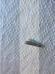 Culladia cuneiferellus