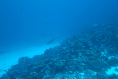 Carcharhinus amblyrhynchos