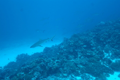 Carcharhinus amblyrhynchos