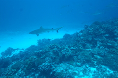 Carcharhinus amblyrhynchos