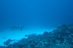 Carcharhinus amblyrhynchos