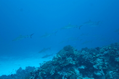 Carcharhinus amblyrhynchos