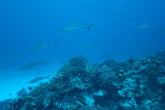 Carcharhinus amblyrhynchos