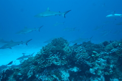 Carcharhinus amblyrhynchos