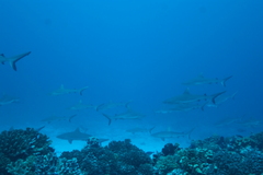 Carcharhinus amblyrhynchos