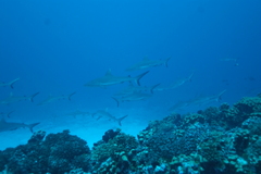 Carcharhinus amblyrhynchos