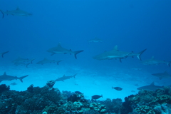 Carcharhinus amblyrhynchos