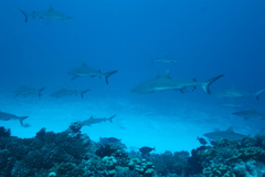 Carcharhinus amblyrhynchos