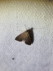 Herpetogramma licarsisalis