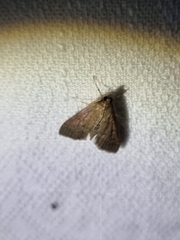 Herpetogramma licarsisalis