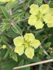 Sphedamnocarpus pruriens