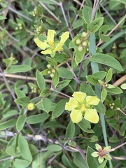 Sphedamnocarpus pruriens