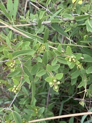 Sphedamnocarpus pruriens