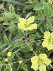 Sphedamnocarpus pruriens