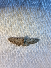 Sigilliclystis insigillata