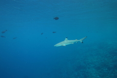 Carcharhinus melanopterus