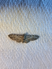 Sigilliclystis insigillata