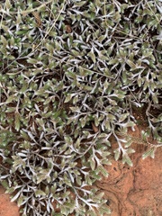 Selaginella dregei